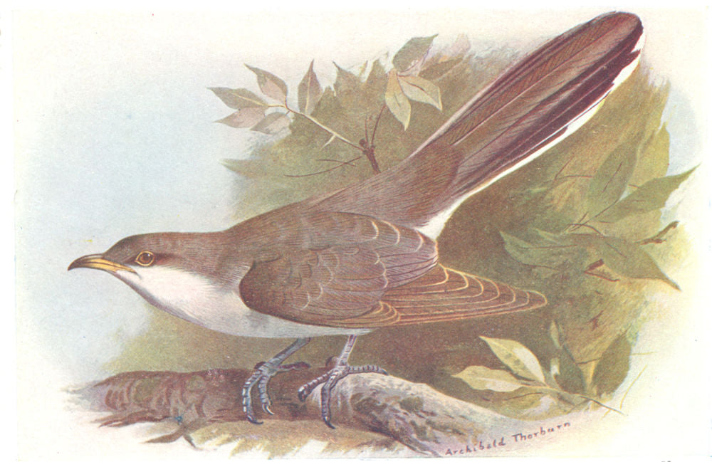 BRITISH BIRDS. Yellow-billed Cuckoo. THORBURN 1925 old vintage print picture